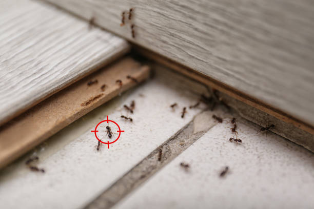 Best Ant Control Services  in Bermuda Dunes, CA