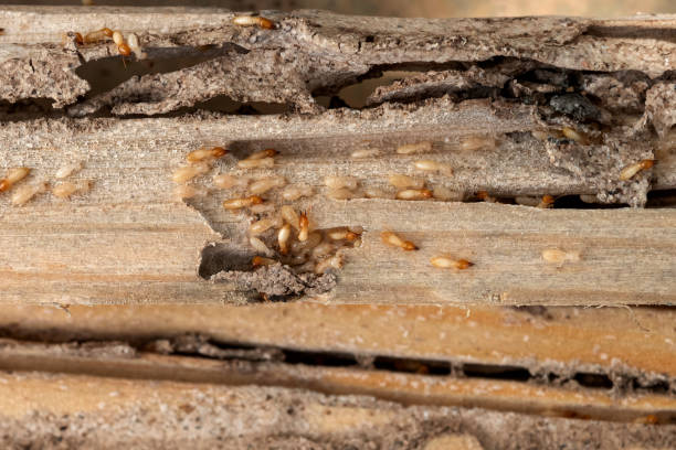 Best Pest Control for Homes  in Bermuda Dunes, CA