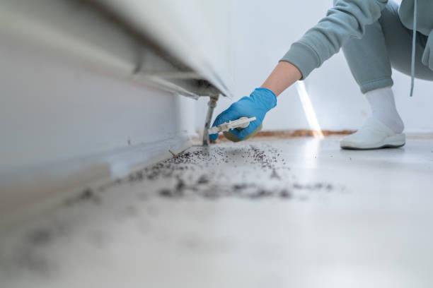 Best Local Pest Control Services  in Bermuda Dunes, CA
